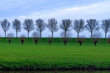 A row of pollarded willows stands on a green meadow against the evening sky parallel to a row of...