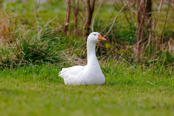 A snow-white goose sits on a green meadow on the edge of the North Holland Canal in the Netherlands