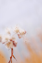 Nature botanical aesthetic background, close up landscape fluffy seeds of field flowers, tender soft autumn season scene, warm toned pastel color, blue sky blurred. Environment textured fon