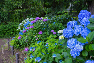 A hydrangea flower at the garden in the public park medium shot front blur