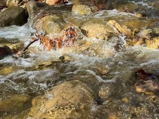 Rocky creek in a forest