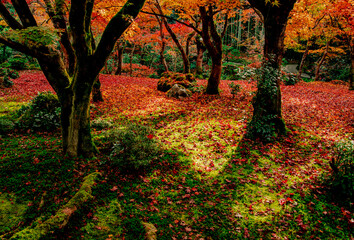 京都の圓光寺の散紅葉