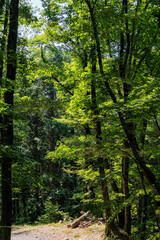 Fototapeta premium 爽やかな新緑イメージ素材