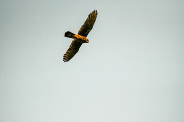 上空から見下ろすチョウゲンボウ