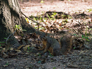 Obraz premium squirrel on the ground