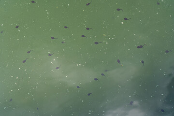 lots of frogs and Pollen in a green lake, background with green water and tadpoles