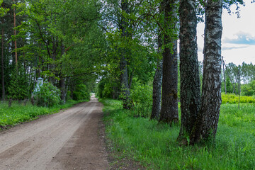 the dirt road stretches into the distance with birch trees by the roadside