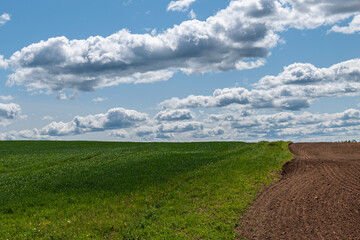 green crops, cloudy sky, ploughed field, countryside