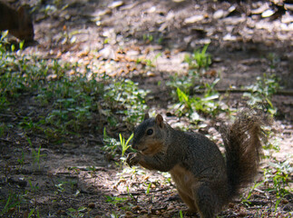 squirrel in the park