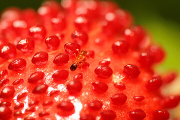 ヘビイチゴの蜜を吸う小さな蟻