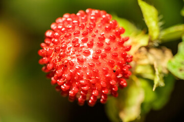 ヘビイチゴの蜜を吸う小さな蟻