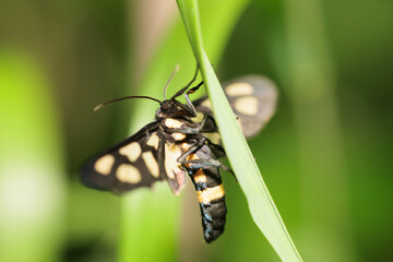 翅の模様が美しいカノコガのオス