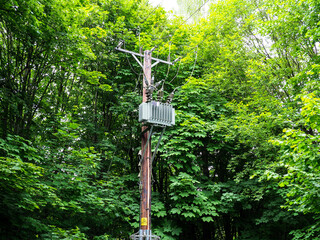 A wooden utility pole with transformers surrounded by lush green foliage in a dense forest setting.