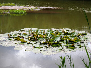 Lush green lily pads floating peacefully on a serene pond with reflections of trees and sky.