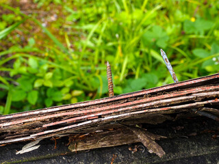 Rusted nails protrude from weathered, broken wood against a backdrop of lush green foliage.