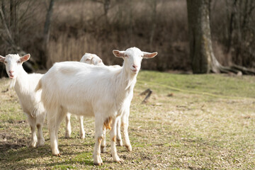 Fototapeta premium Group of White Goats Standing on Grass Covered Field