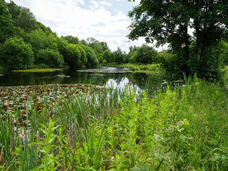 Serene pond with lily pads and lush greenery under a partly cloudy sky.