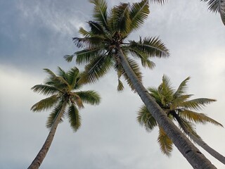 The coconut tree is a member of the palm tree family and the only living species of the genus Cocos.