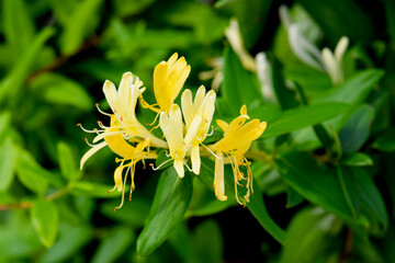 Yellow and White Honeysuckle Flowers (Lonicera japonica Thunb), commonly known as Japanese...