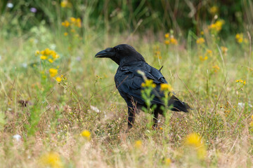 Grand Corbeau,.Corvus corax, Northern Raven © JAG IMAGES