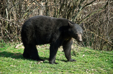 Ours noir d'Asie, Ursus thibetanus