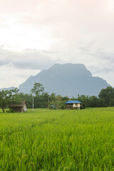 Obraz premium House green rice field with doi luang, chiangdoa Chiangmai