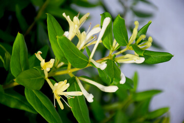 Yellow and White Honeysuckle Flowers (Lonicera japonica Thunb), commonly known as Japanese honeysuckle.