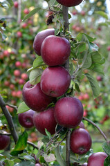 Malus communis 'Royal Gala' , Pomme