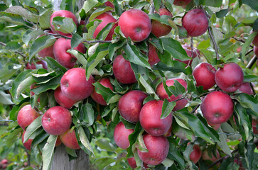 Malus communis 'Royal Gala' , Pomme