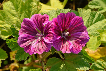 Malva sylvestris 'Mauritanica' , Mauve