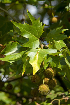 Platanus x acerifolia, Platane