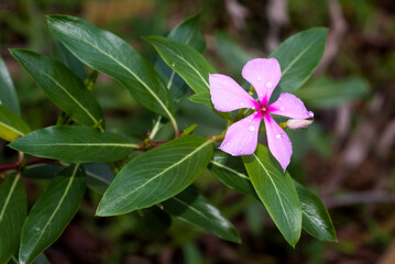 Pervenche de Madagascar,  Catharanthus roseus, Madagascar