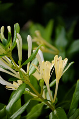 Fototapeta premium Yellow and White Honeysuckle Flowers (Lonicera japonica Thunb), commonly known as Japanese honeysuckle.
