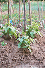 Home-grown organic bean plants Phaseolus coccineus Beans on supports in a garden bed in the...