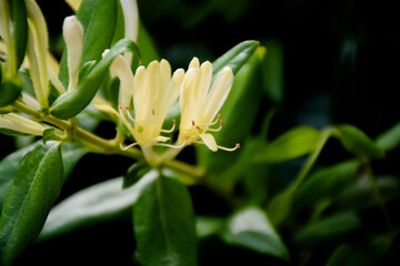 Yellow and White Honeysuckle Flowers (Lonicera japonica Thunb), commonly known as Japanese honeysuckle.