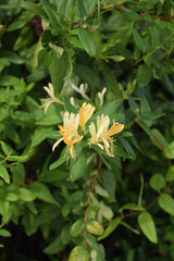 Yellow and White Honeysuckle Flowers (Lonicera japonica Thunb), commonly known as Japanese honeysuckle.
