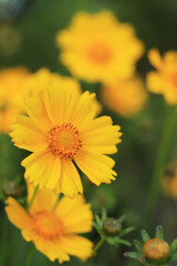 Coreopsis. Yellow bright flower on a blurred background. Flowers in nature. Lance-leaved coreopsis close-up. Flower in full bloom