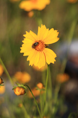Coreopsis. Yellow bright flower with wasp. Flowers in nature are pollinated by insects. Lance-leaved coreopsis close-up. Flower in full bloom