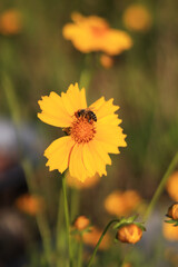 Coreopsis. Yellow bright flower with wasp. Flowers in nature are pollinated by insects. Lance-leaved coreopsis close-up. Flower in full bloom