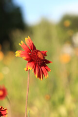 Gaillardia. Decorative bright flower. Flowers in nature close-up. Flower in full bloom. Beautiful flowers with natural green background and selective focus