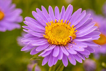 Obraz premium Autumn flower close-up of a bright purple aster flower with a bright yellow center. The intricate petals and lush colors create a striking visual on a green background. 