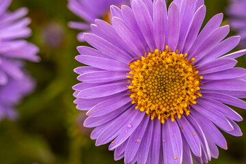 Obraz premium Autumn flower close-up of a bright purple aster flower with a bright yellow center. The intricate petals and lush colors create a striking visual on a green background. 