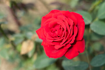 Rose flowers vary in size and shape and beautiful flower in the world
