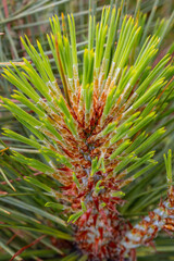 Detailed close-up of fresh pine needle growth, highlighting the vibrant green needles emerging from a red and brown stem. The intricate textures and colors of the needles and stem are clearly visible