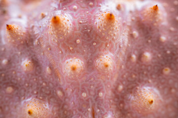 Detailed macro shot of a stinging sea urchin shell showing its textured surface and pointed projections. Soft shades of pink and orange bring out the natural beauty of the shell.