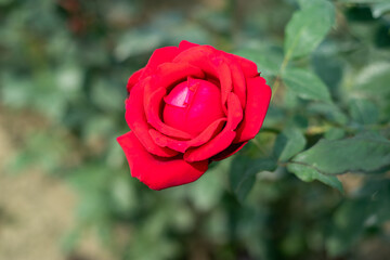 The rose is known as the queen of flowers, and much of the rose's symbolism reflects