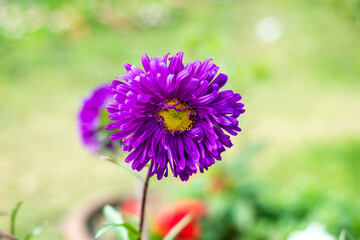 Fototapeta premium Grow beautiful asters in your garden, Sweet, old-fashioned aster flowers