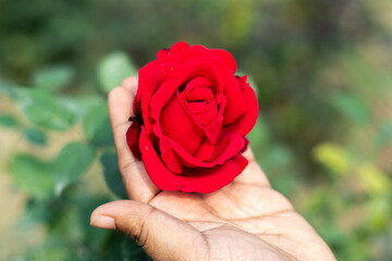 Rose is a symbol of love and passion. Roses come in a stunning array of shapes, sizes
