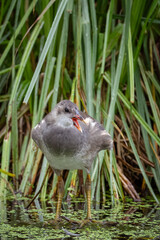 A common moorhen chick stands in the water with green lemna and looks toward the camera lens on a sunny summer day.