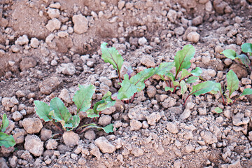 Beet root leaf. Fresh green leaves of beets or root crops of seedlings. A row of green young beetroot leaves growing in an organic farm. Close-up of beetroot leaves. View from above